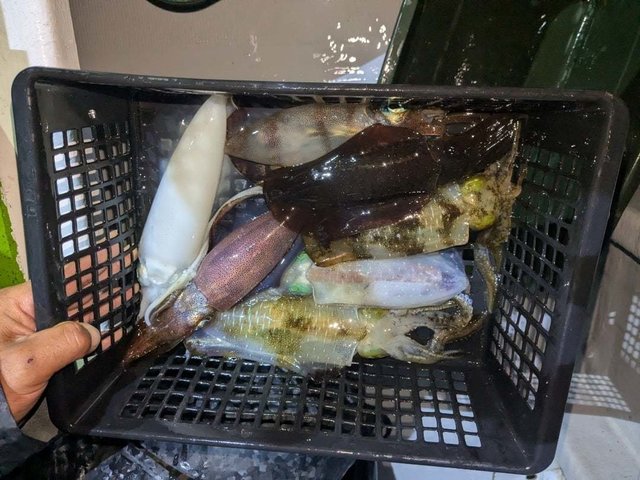 アオリイカ