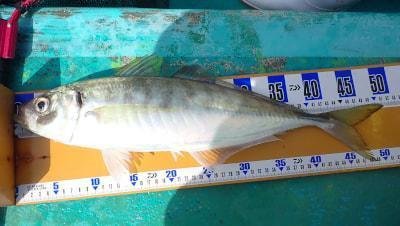 アジ(マアジ)