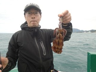 アオリイカ