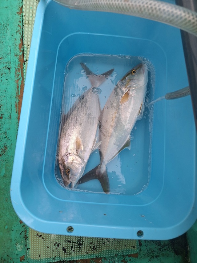 ショウゴ(カンパチ)