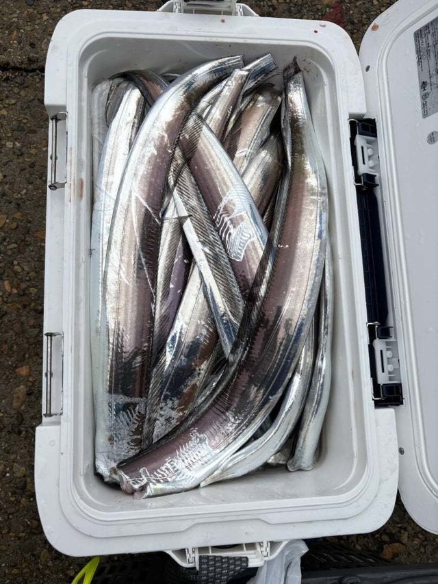 タチウオ
