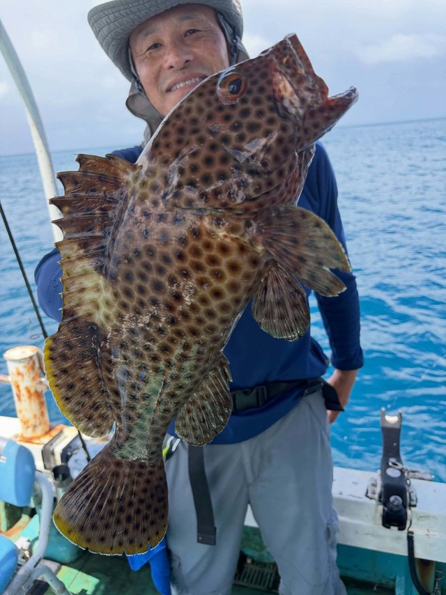 シロブチハタ