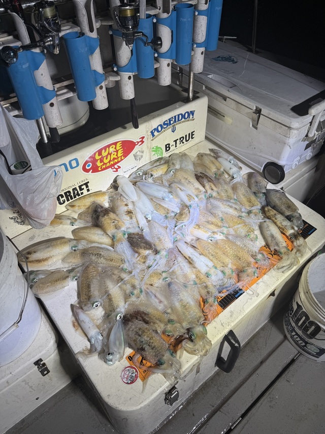 アオリイカ