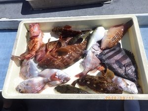 タイ(マダイ)・サンバソウ(イシダイ)・イシガキ(イシガキダイ)・キジハタ