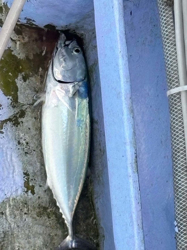 ソーダ(ヒラソウダ)