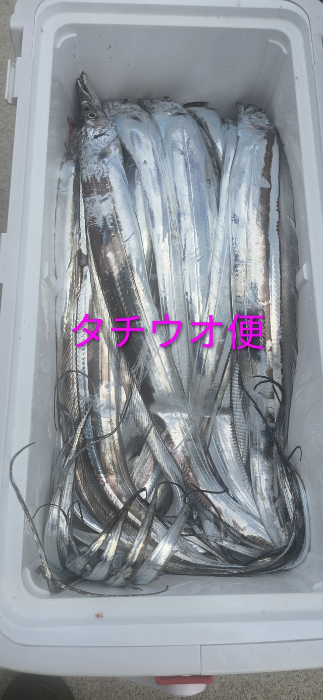 タチウオ