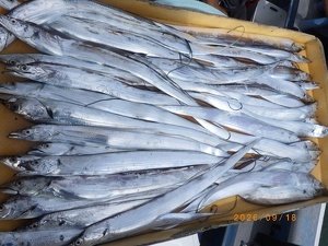 タチウオ