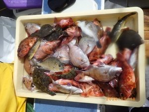 タイ(マダイ)・カサゴ・カワハギ