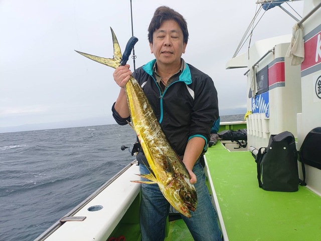 シイラ