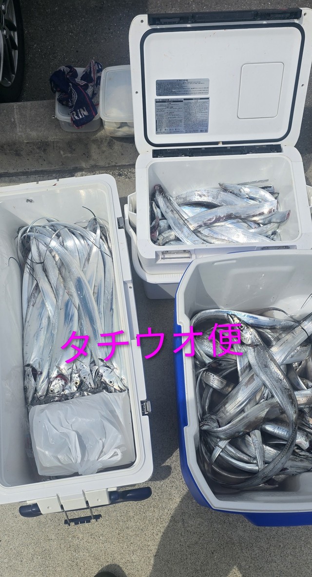 タチウオ