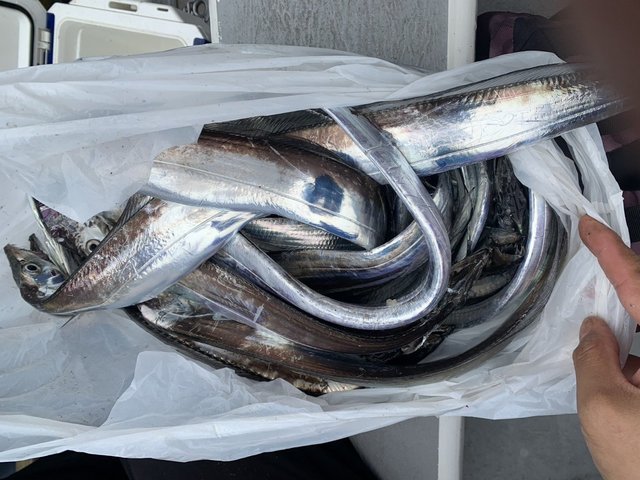タチウオ