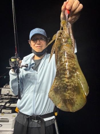 アオリイカ
