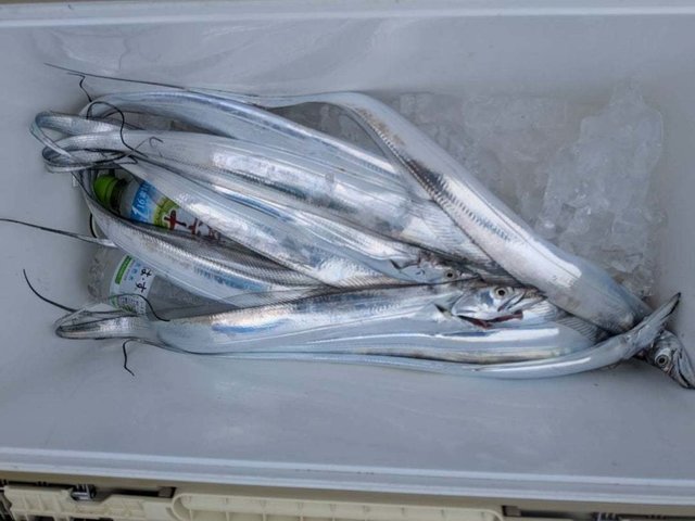 タチウオ