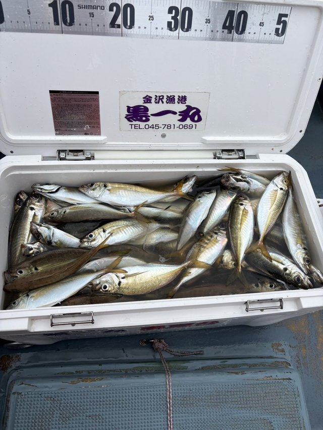 アジ(マアジ)
