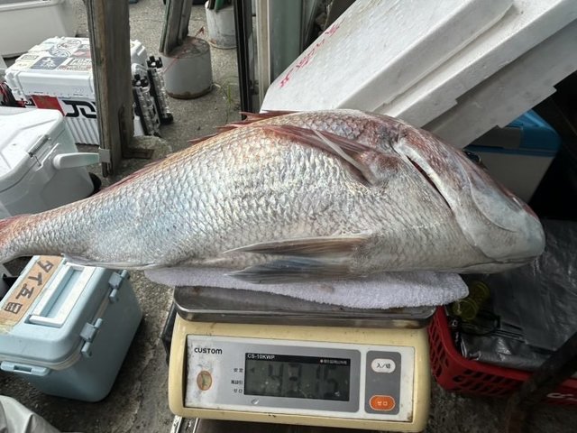 マダイ
