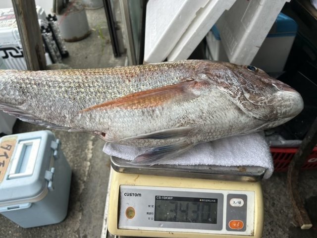 マダイ