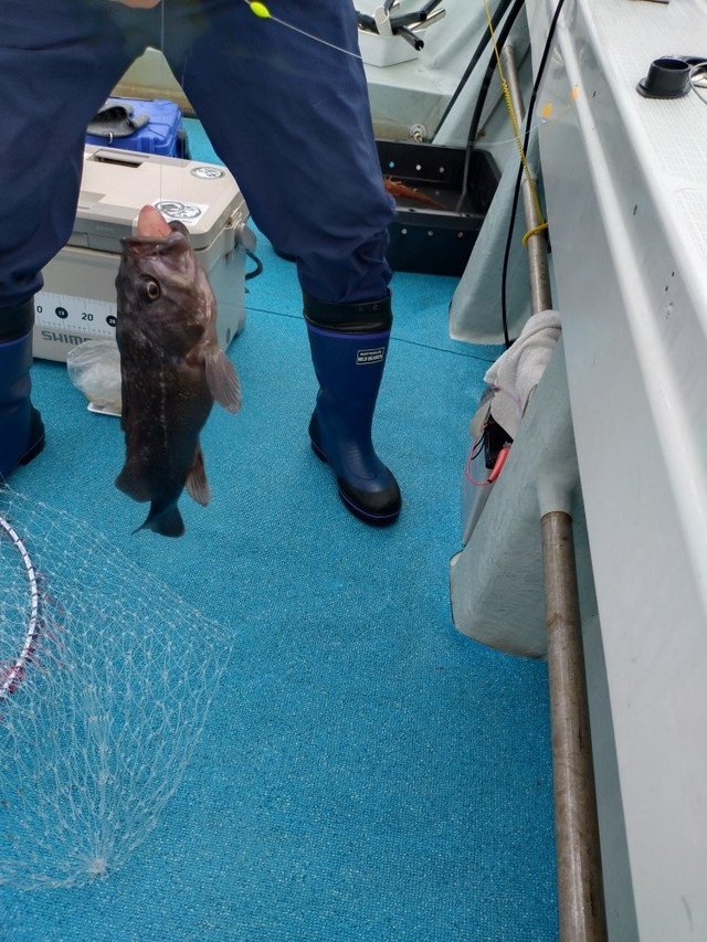 ソイ(クロソイ)