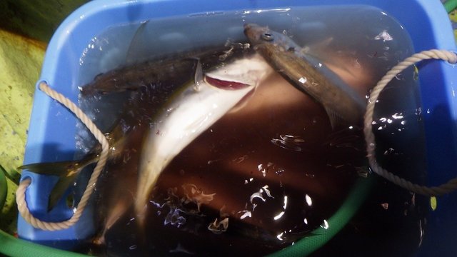 アジ(マアジ)