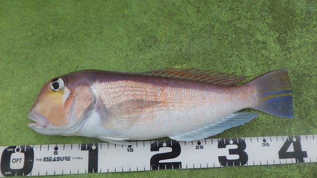 アマダイ(アカアマダイ)