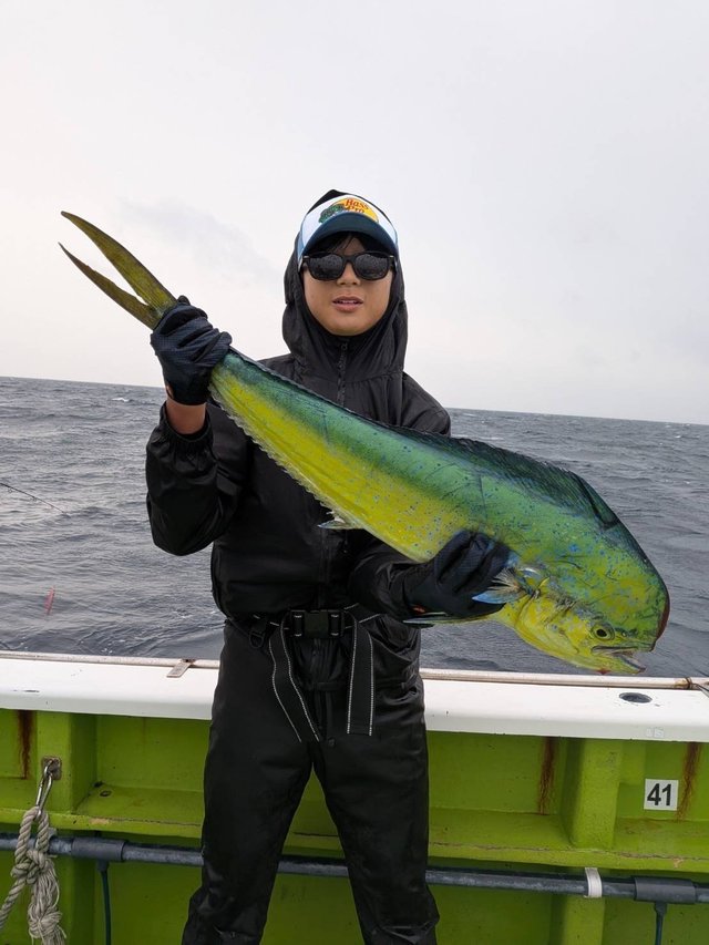 シイラ