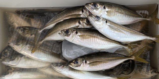 アジ(マアジ)