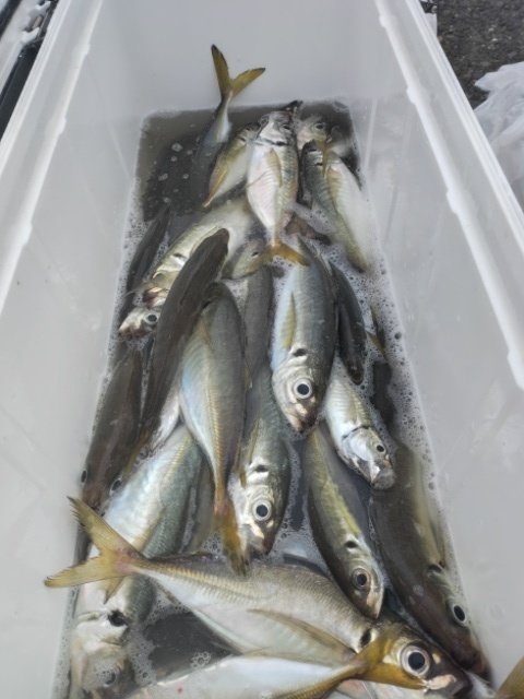 アジ(マアジ)