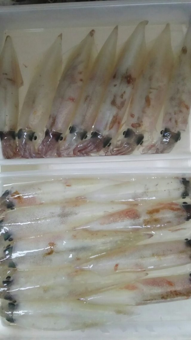 ヤリイカ