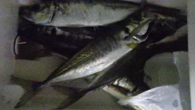 アジ(マアジ)