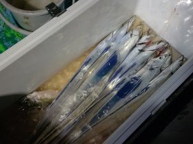 タチウオ