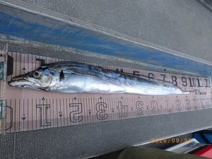タチウオ