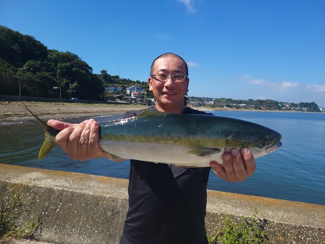 ワラサ(ブリ)