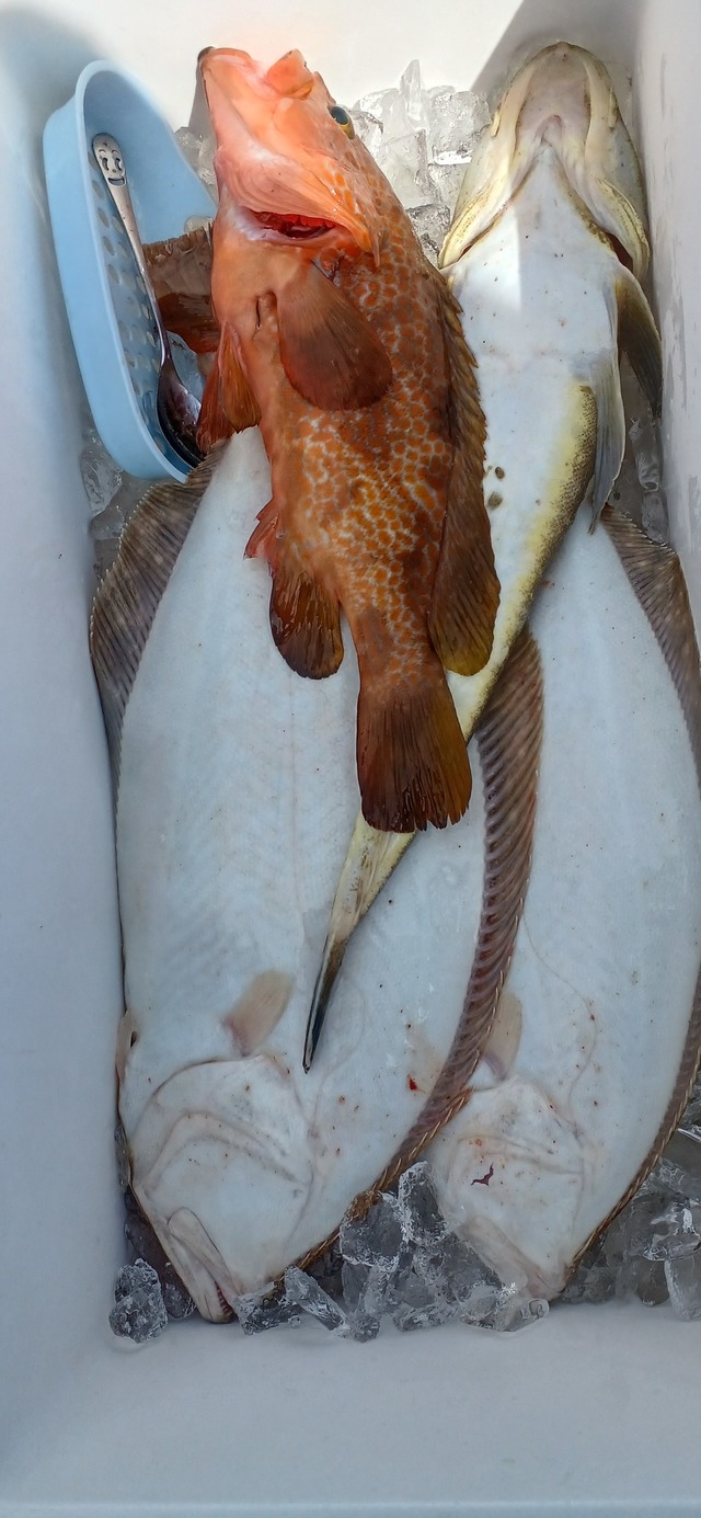 ヒラメ