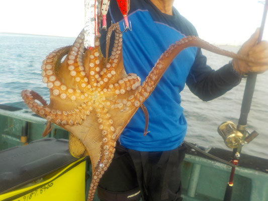 タコ(マダコ)