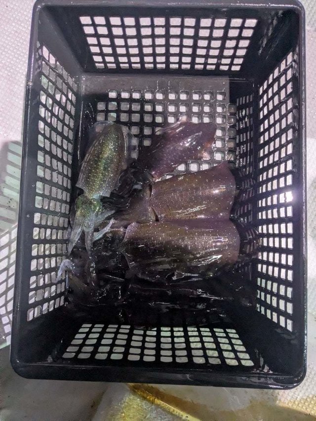 アオリイカ・コウイカ
