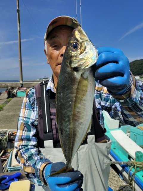 アジ(マアジ)
