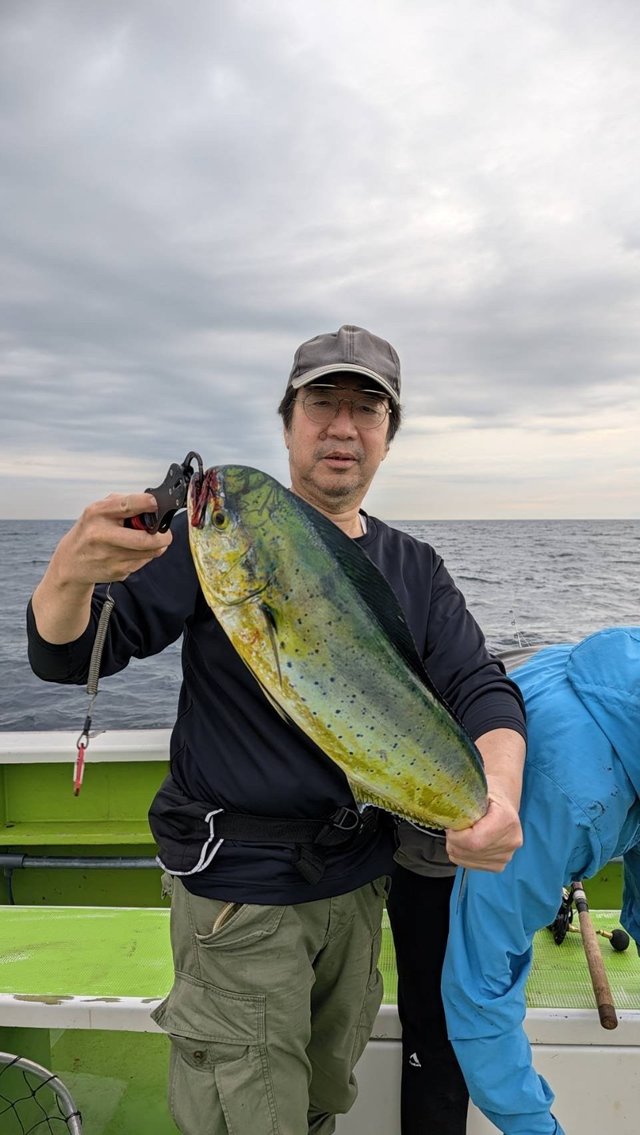 シイラ