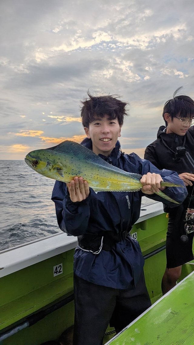 シイラ