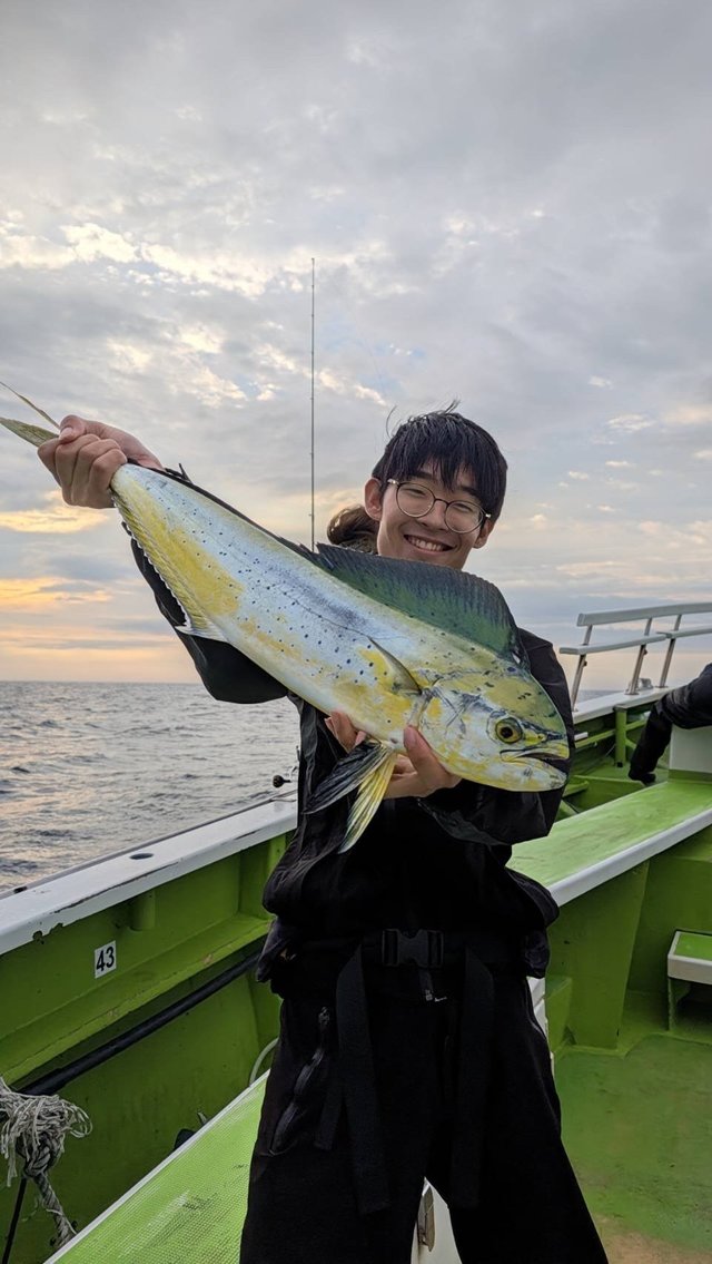 シイラ