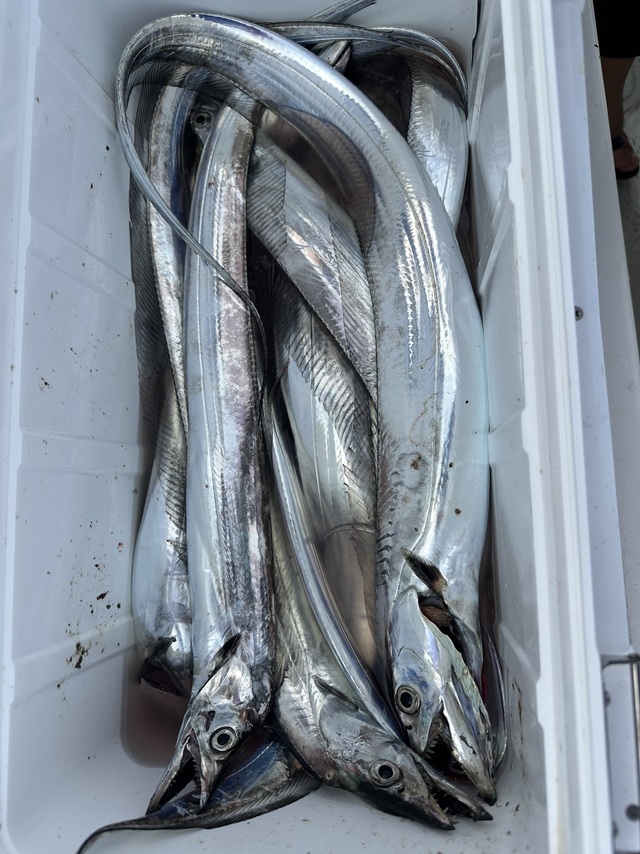 タチウオ