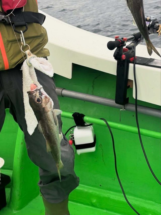 クロムツ