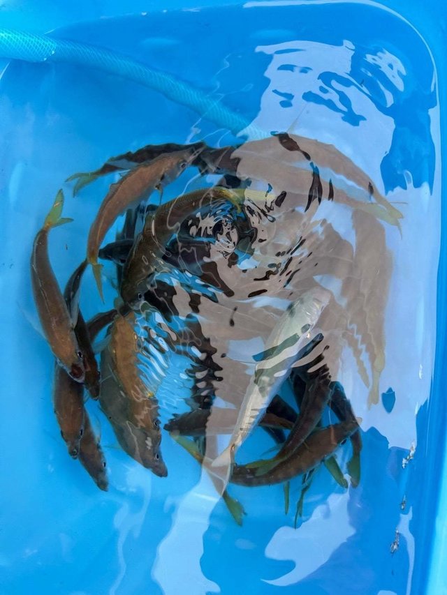 アジ(マアジ)