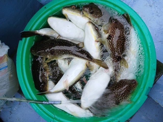 ショウサイフグ