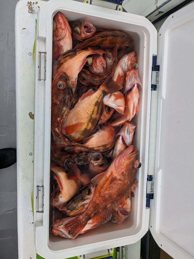 ウッカリカサゴ・メバル