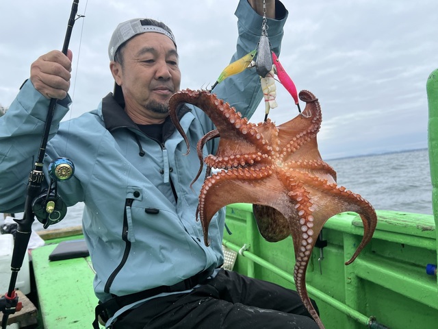 マダコ