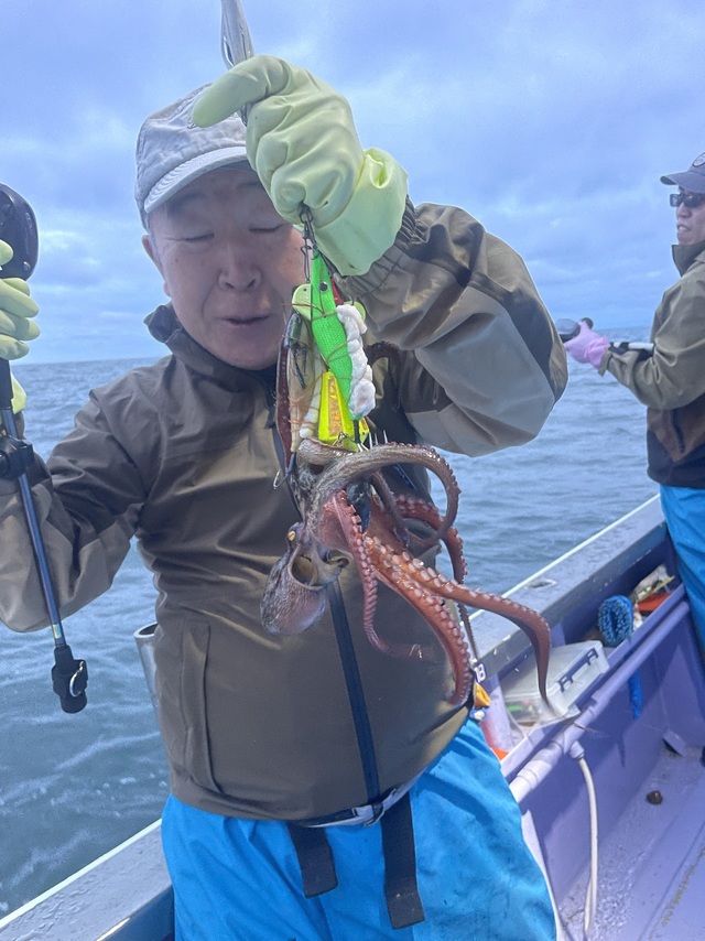 マダコ
