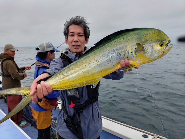 シイラ