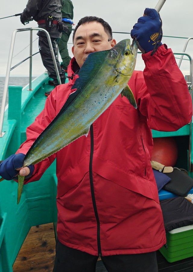 シイラ