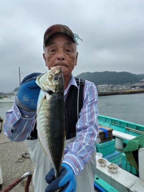 アジ(マアジ)