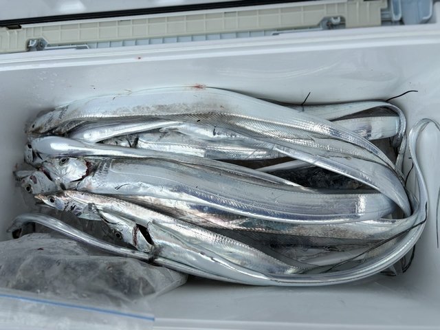 タチウオ