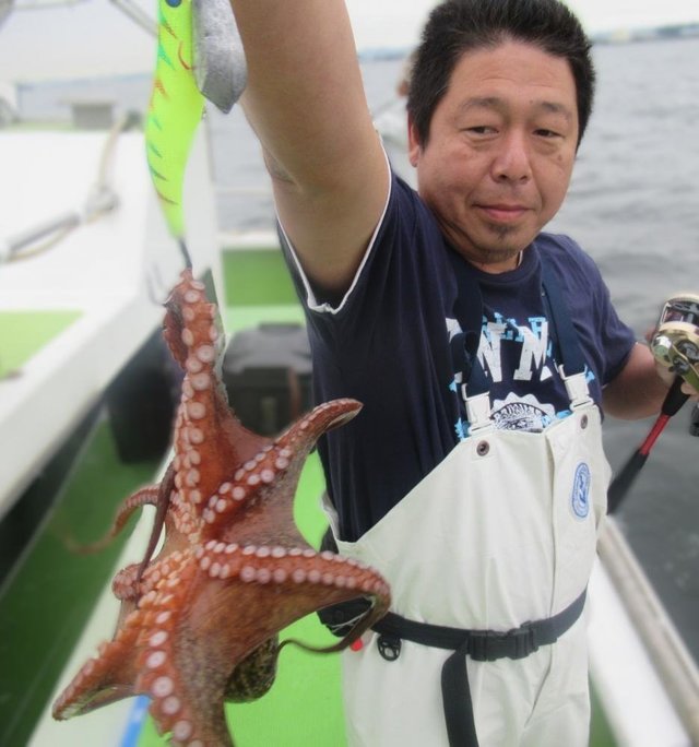マダコ